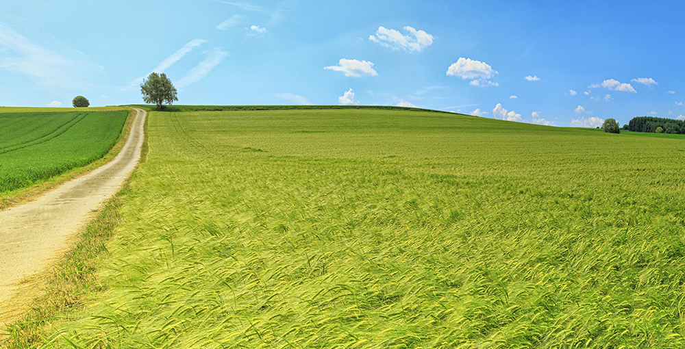 Innovation in Agriculture