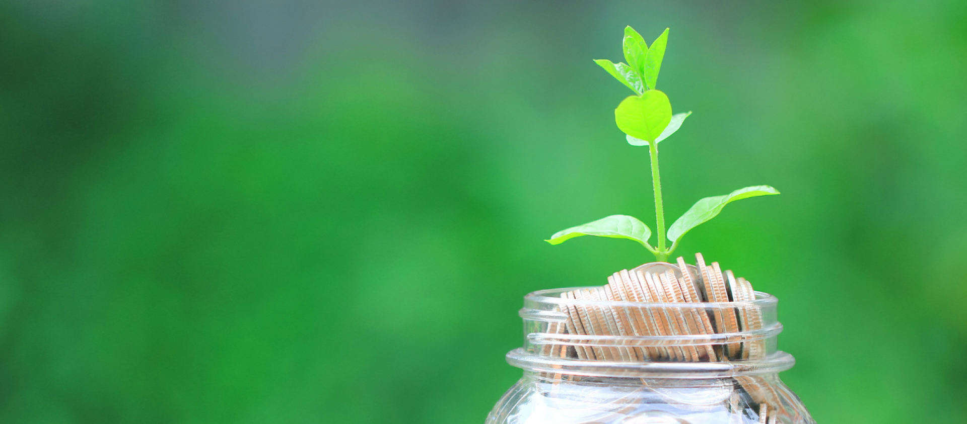 plant sitting in mason jar with money