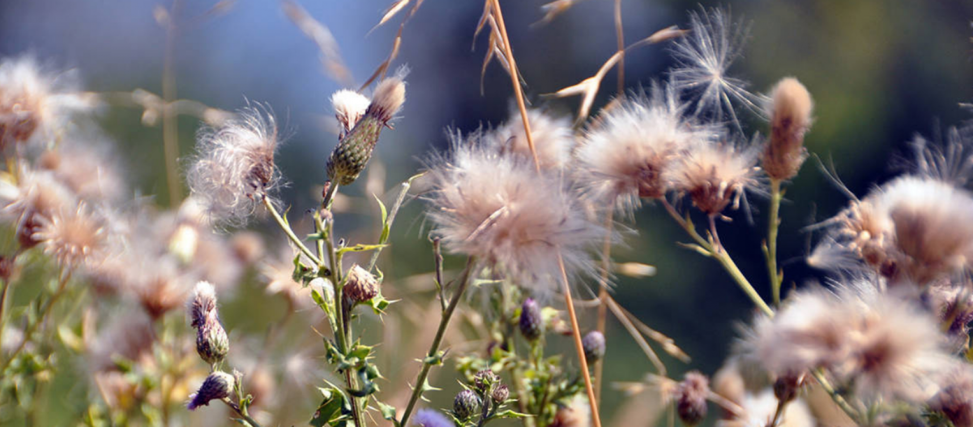 Noxious Weeds