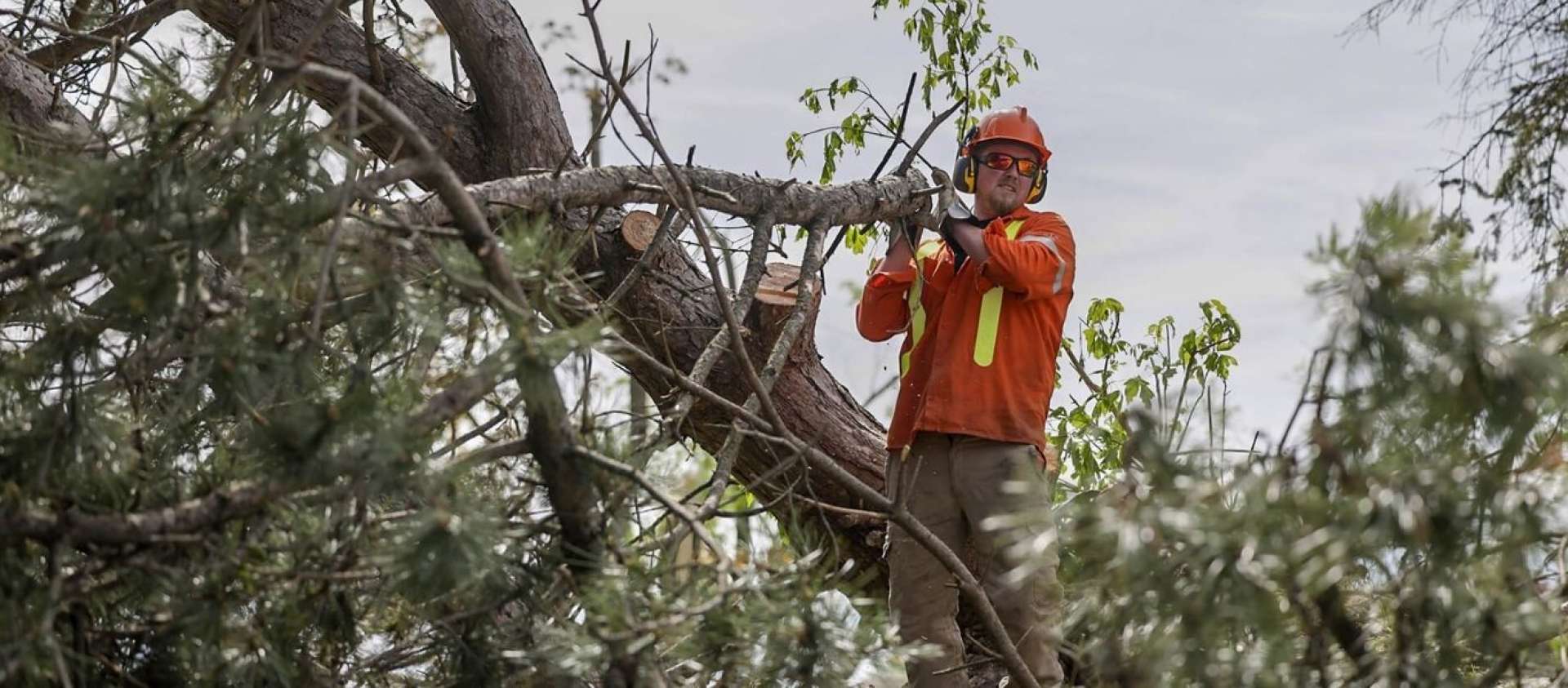 Hydro One Forestry Maintenance