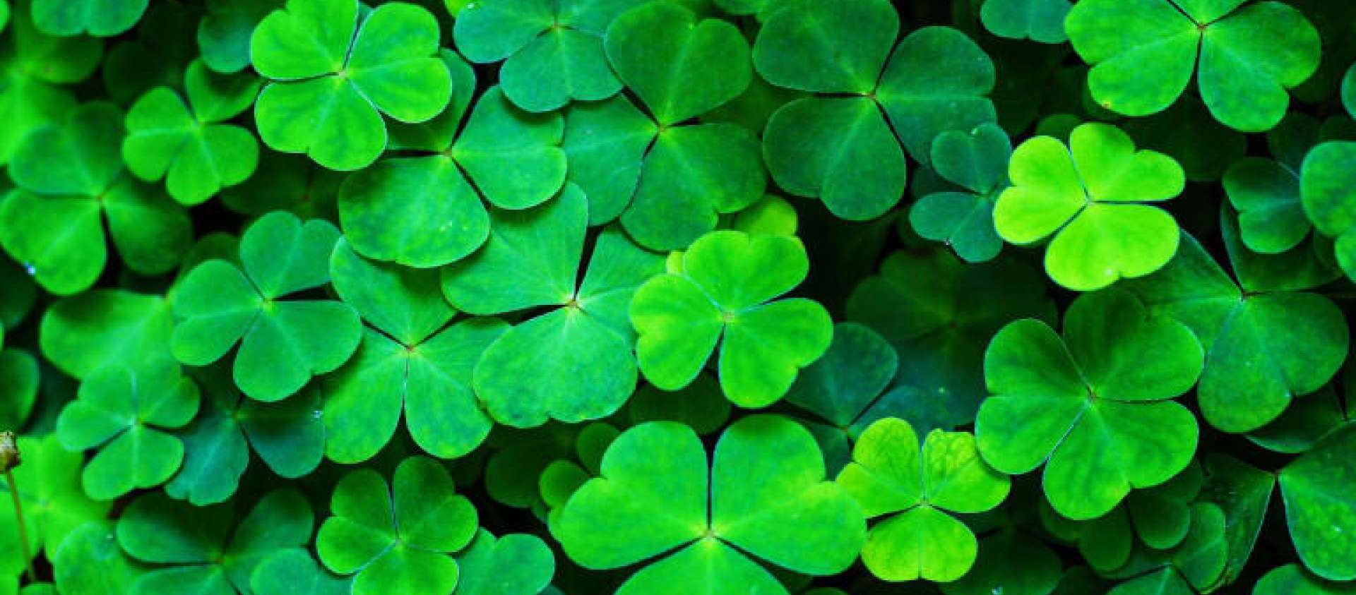 St. Patty's Day Party Grade 7 & 8's St. Patty's Day Party Grade 7 & 8's