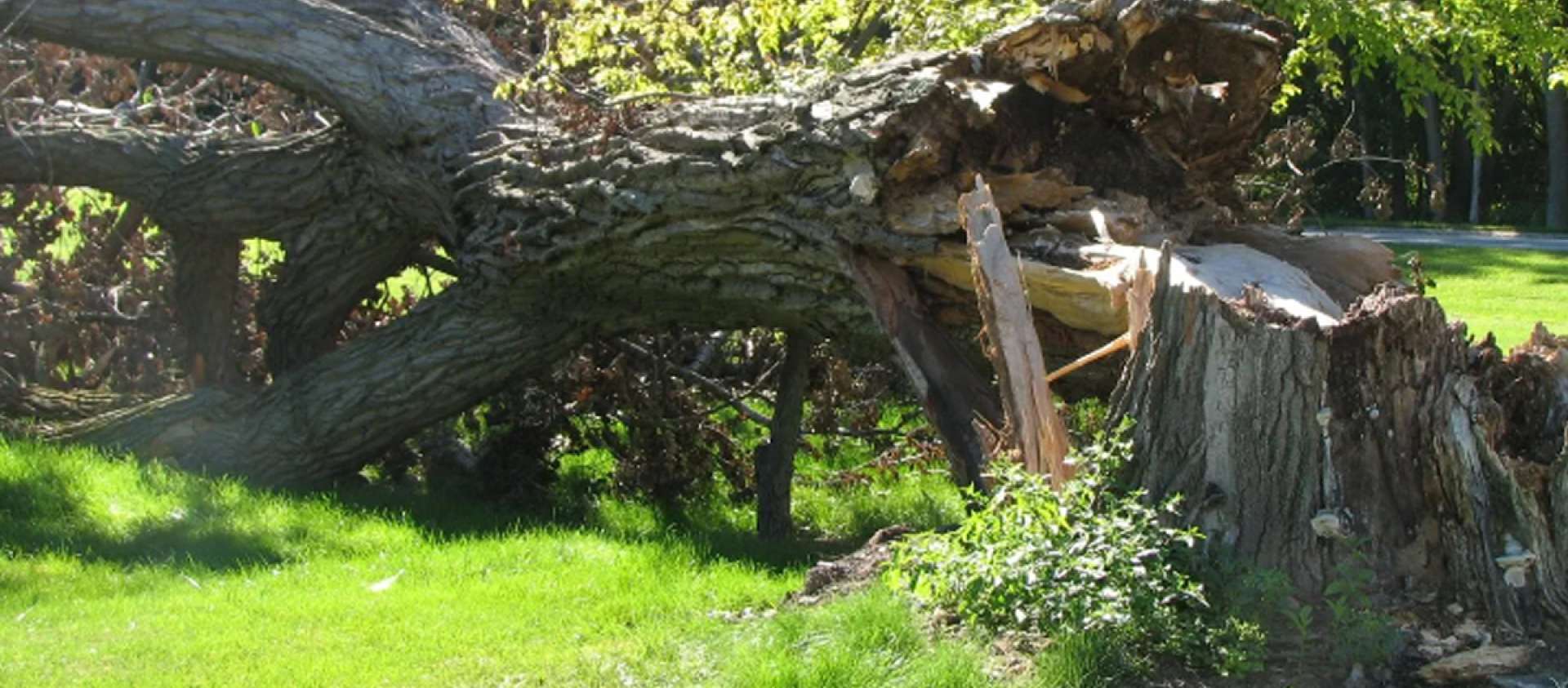 Fallen tree