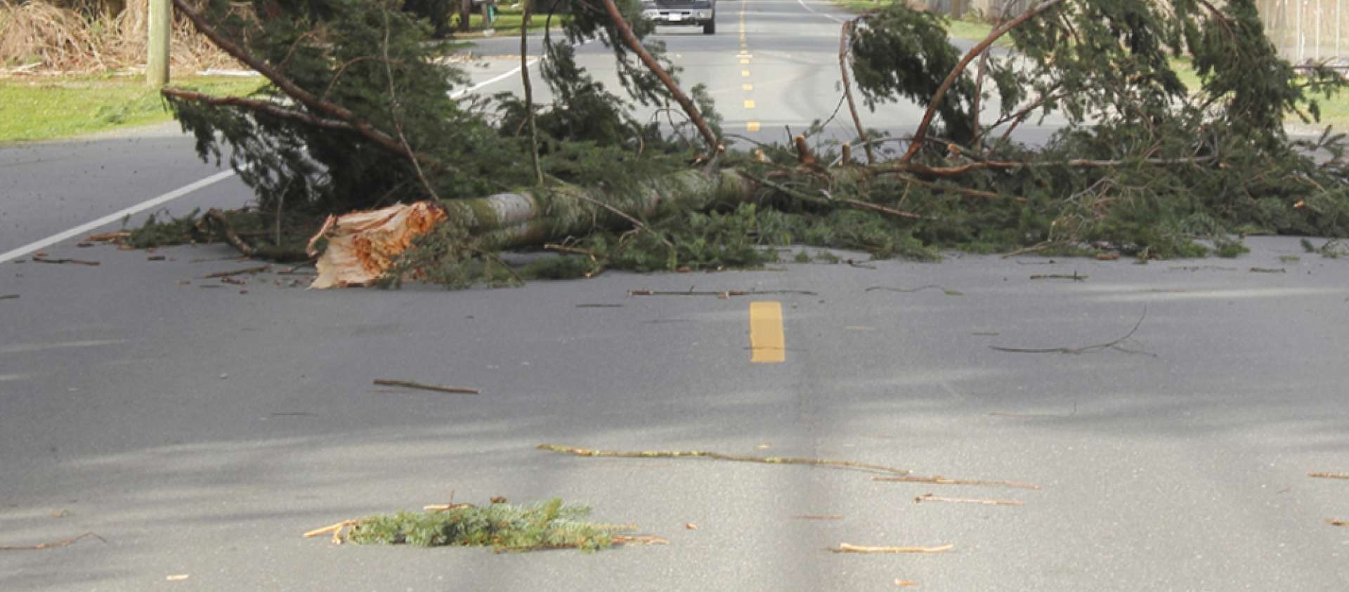 fallen branches