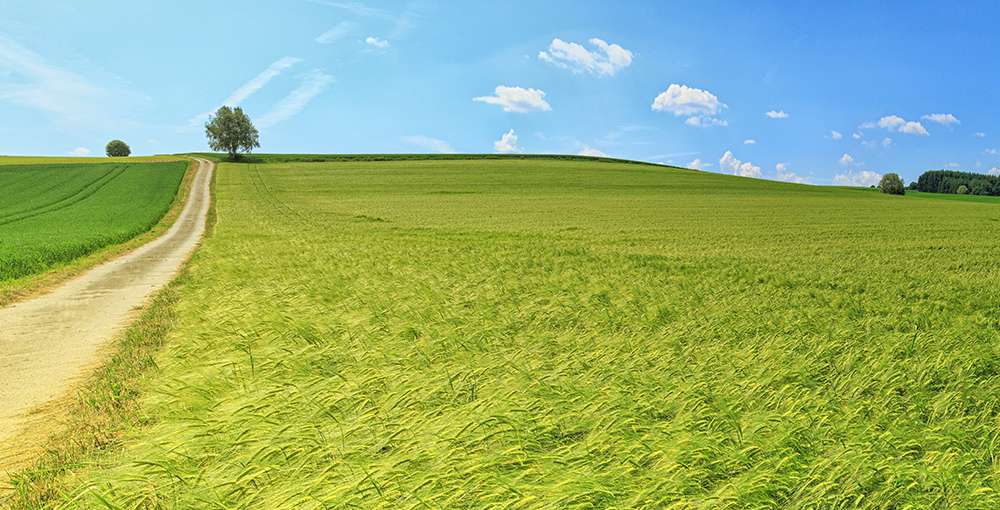 Innovation in Agriculture